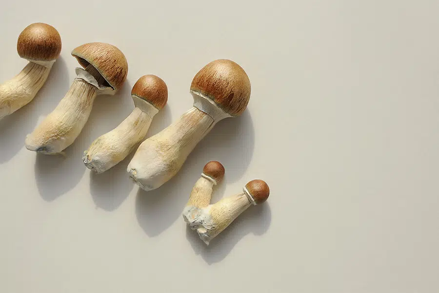 Shroom Delivery is Now a Thing | DoubleBlind Mag