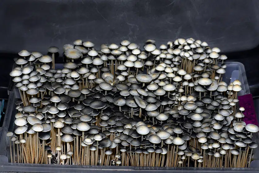 mushroom cultivation tub