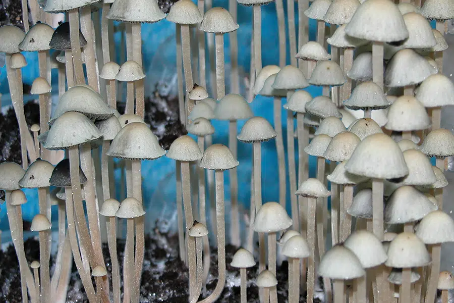 Blue Meanies Mushrooms: A Guide To Panaeolus cyanescens | DoubleBlind Mag