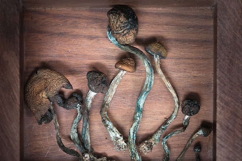 dried psilocybin mushrooms