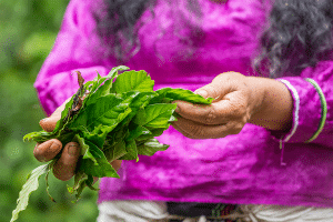 woman holding chacruna leaves