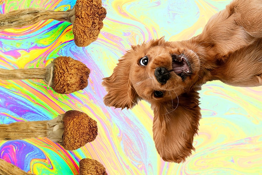 What Happens When Dogs Eat Shrooms | DoubleBlind Mag