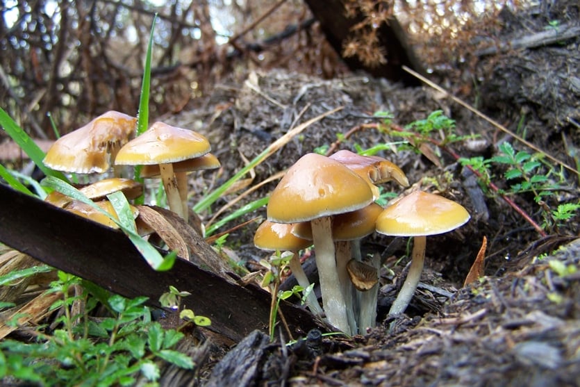 Psilocybe subaeruginosa: Australia’s Most Famous Magic Mushroom