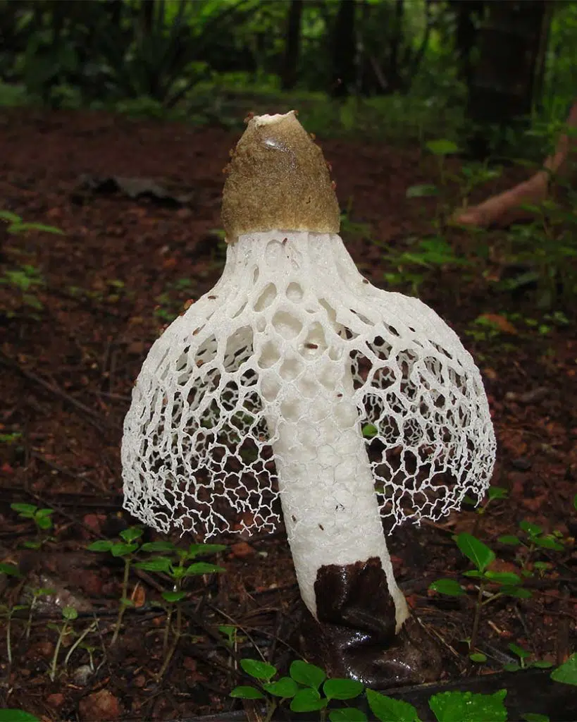 Top 7 Weirdest Mushrooms on the Planet | DoubleBlind Mag