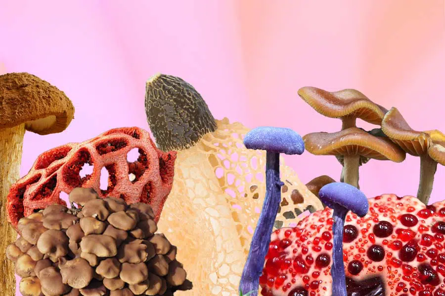 Top 7 Weirdest Mushrooms on the Planet | DoubleBlind Mag