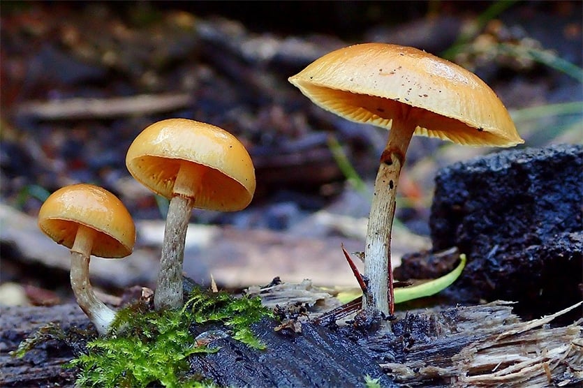 galerina marginata mushroom