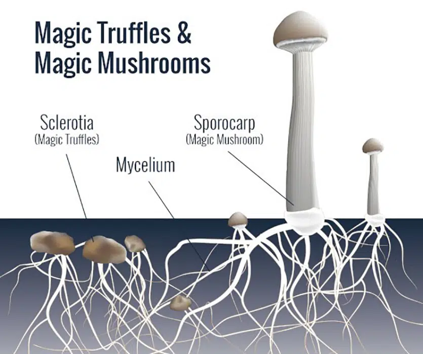 mushroom truffle diagram