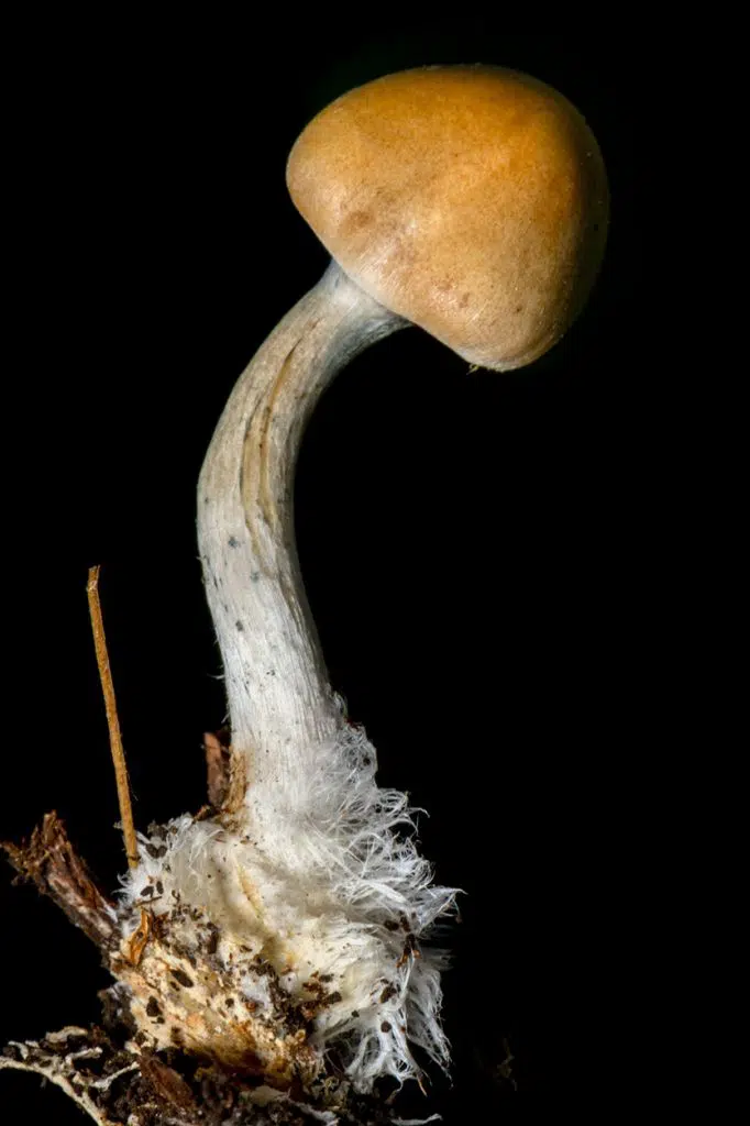 psilocybe allenii mushroom