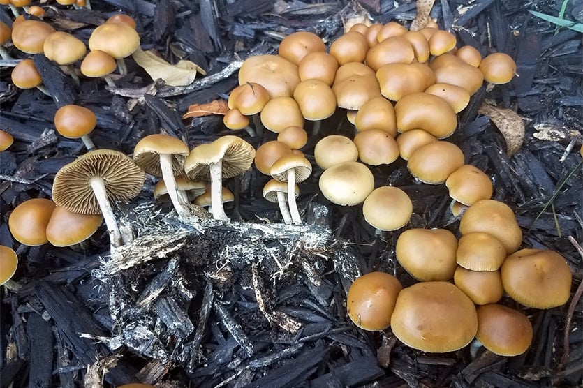psilocybe allenii mushroom