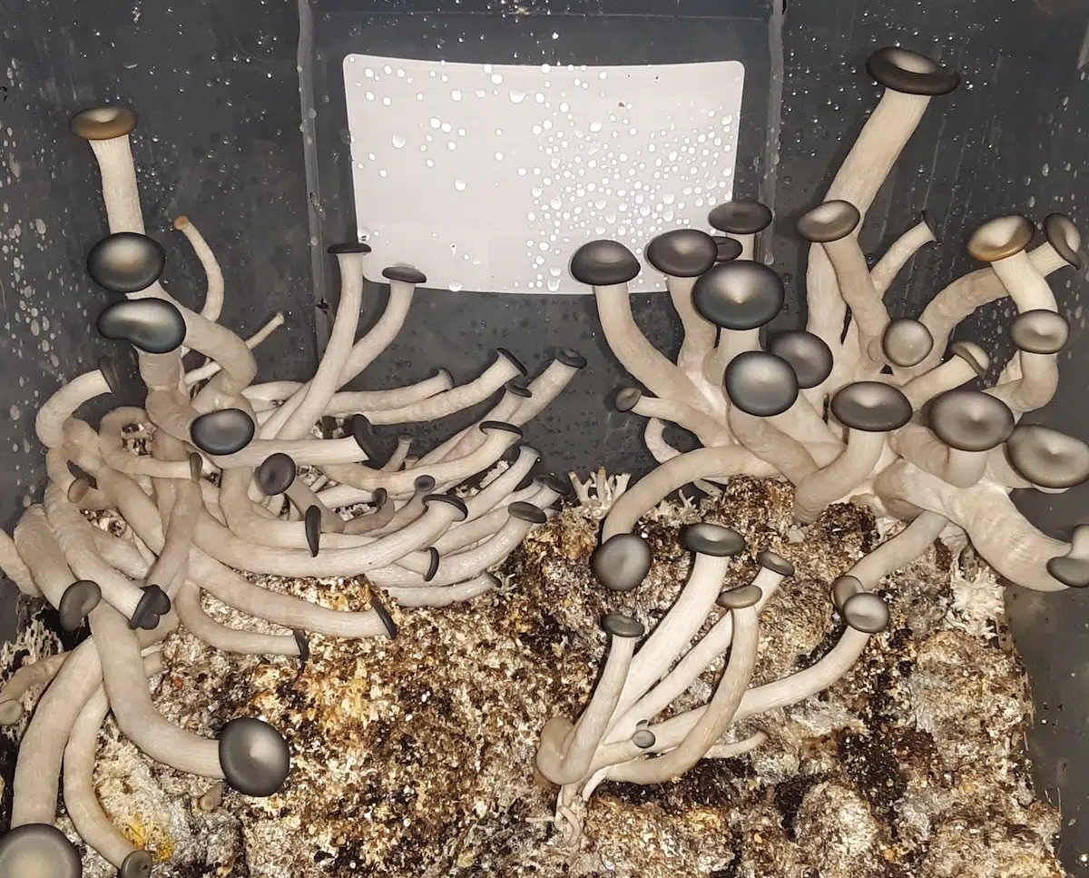 oyster mushrooms in grow bin