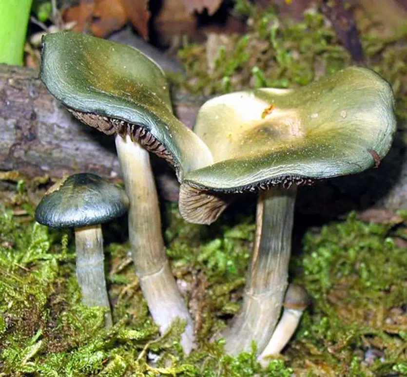 blue-green psychedelic mushrooms