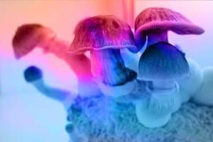 z strain psychedelic mushrooms