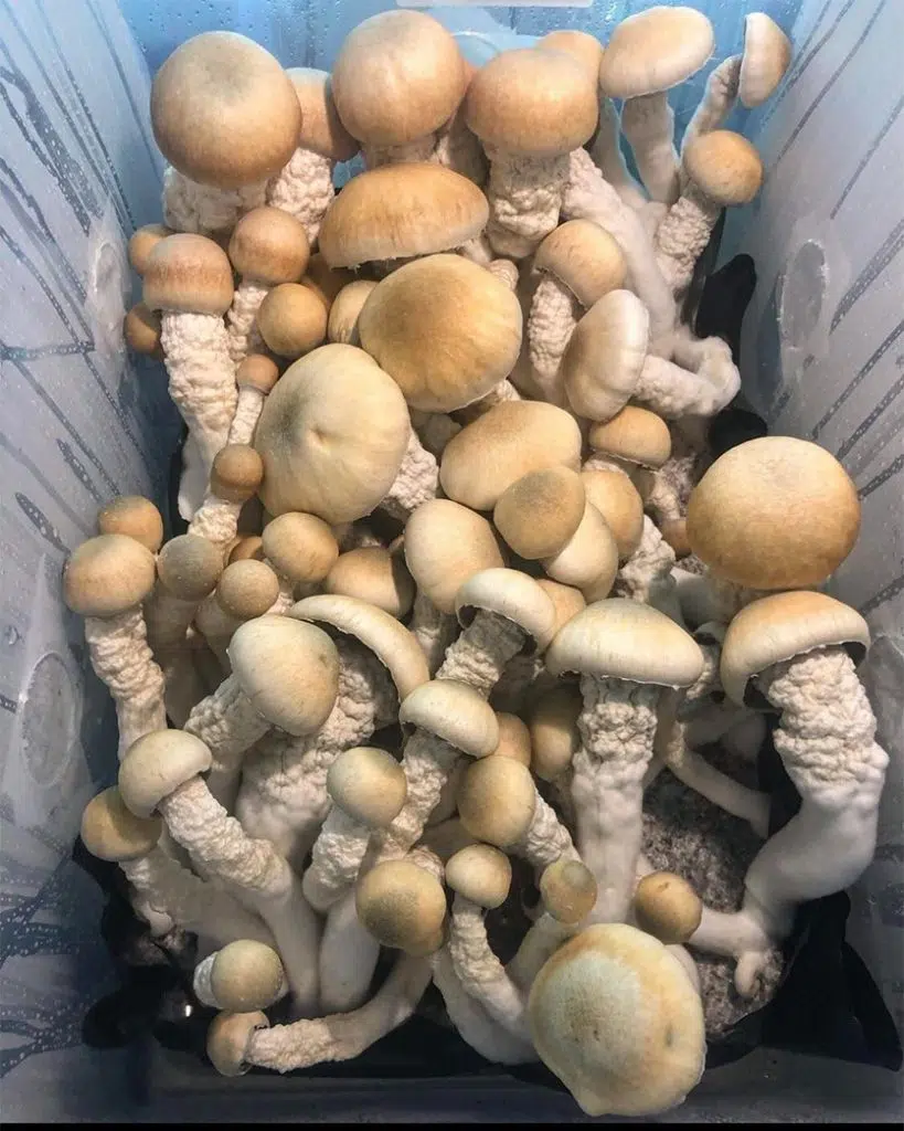 melmac magic mushrooms