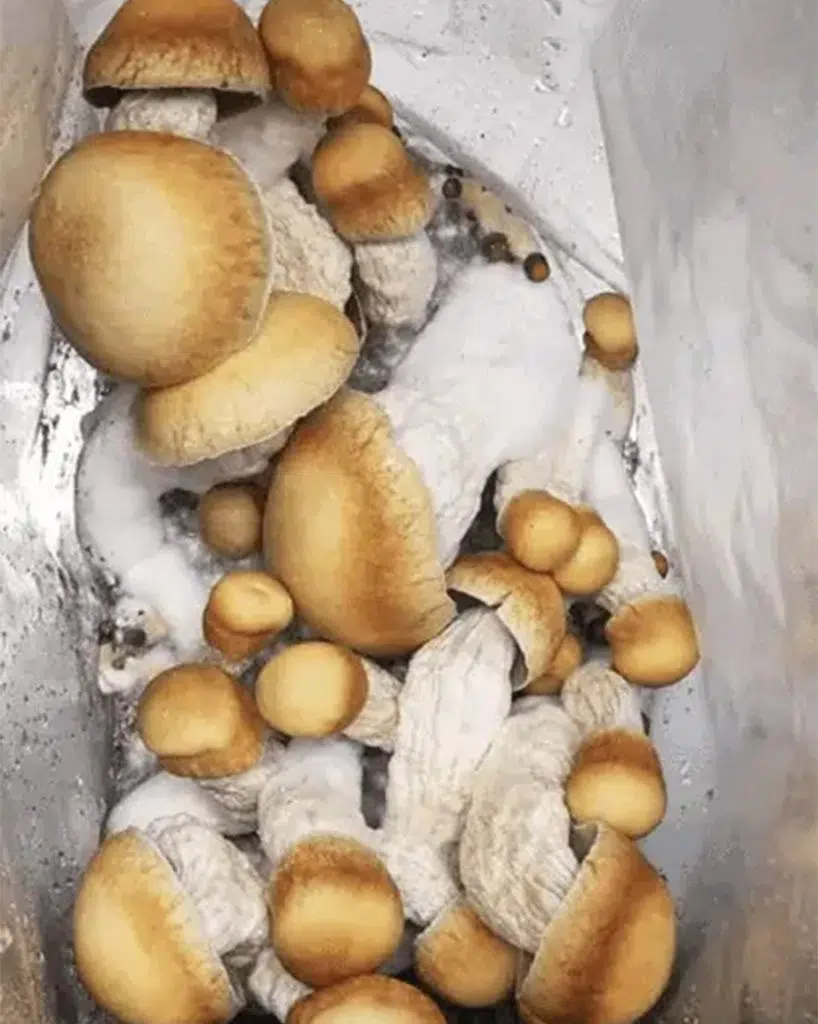 melmac mushrooms