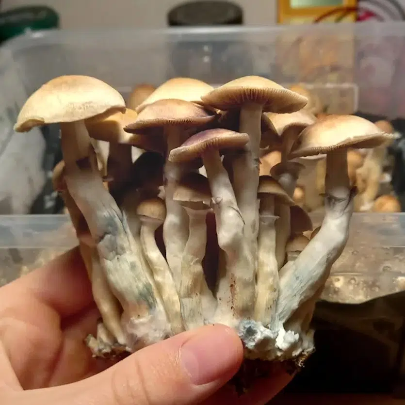 stargazer mushrooms