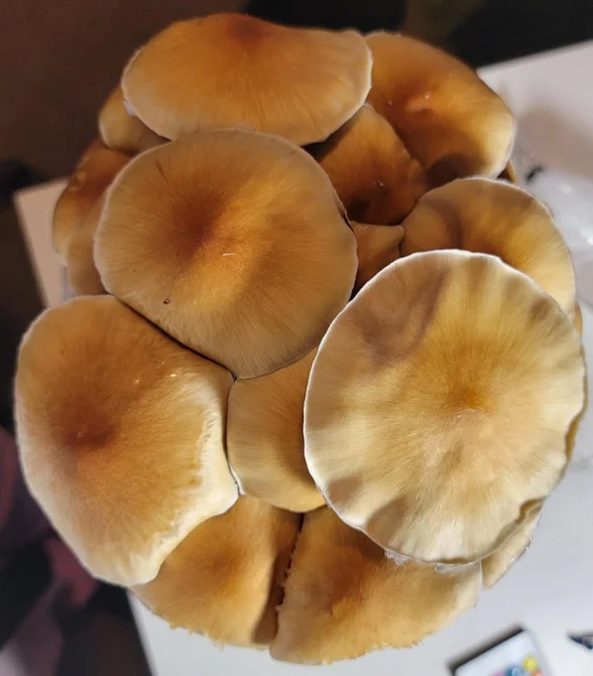 stargazer mushrooms