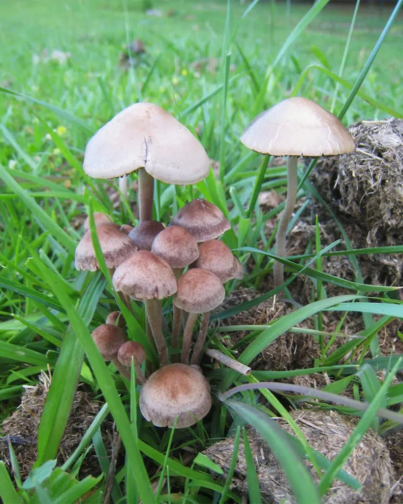 Panaeolus cinctulus mushrooms