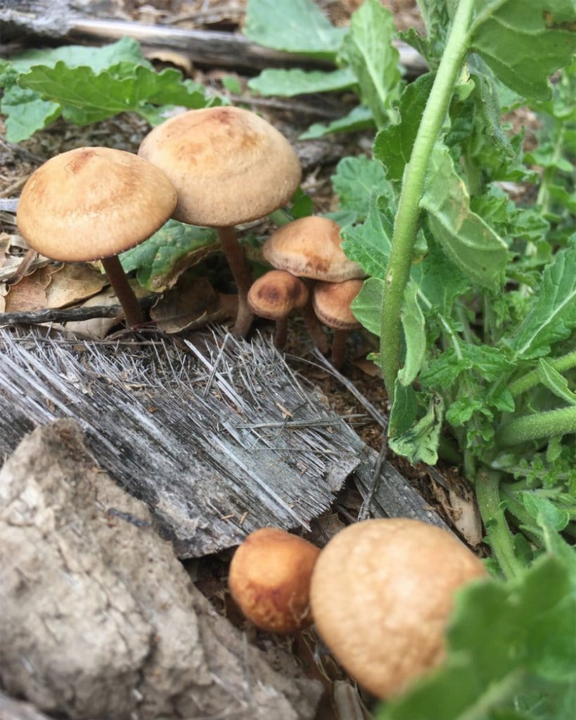 panaeolus cinctulus mushrooms