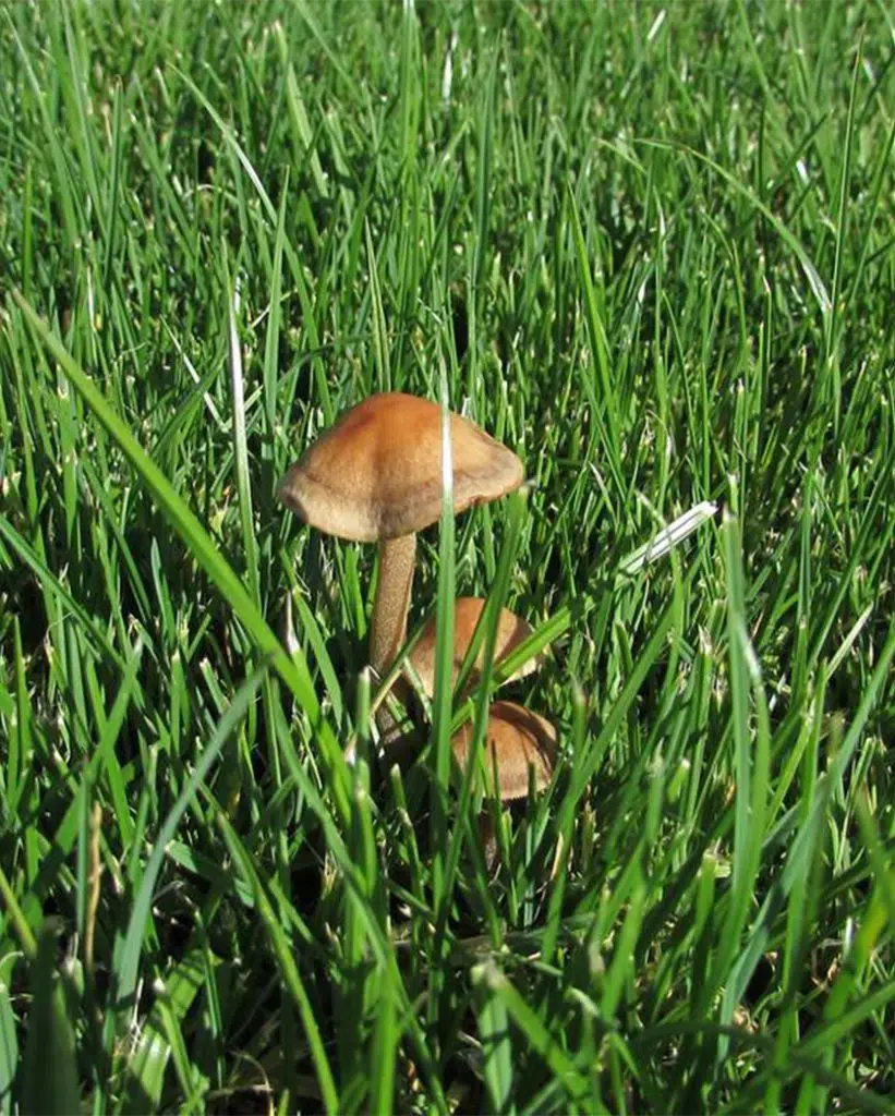 panaeolus cinctulus mushrooms