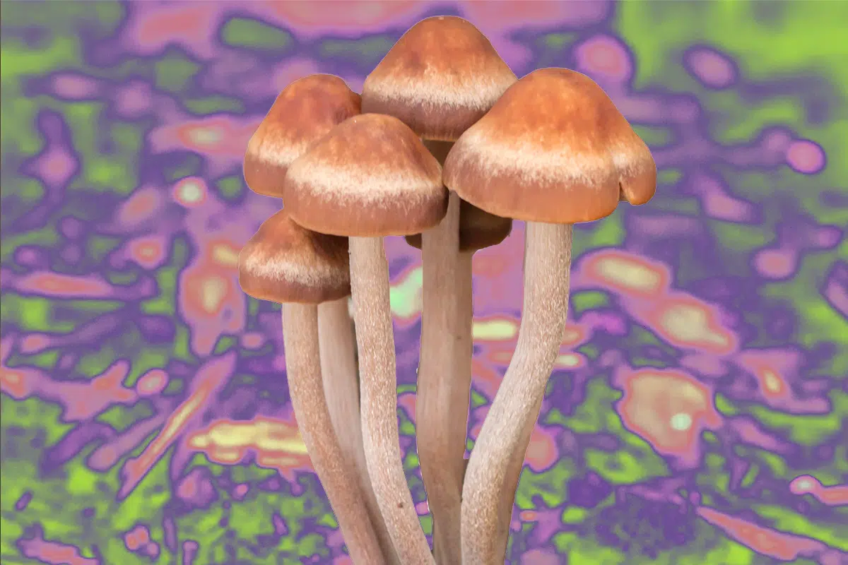 Panaeolus cinctulus mushrooms