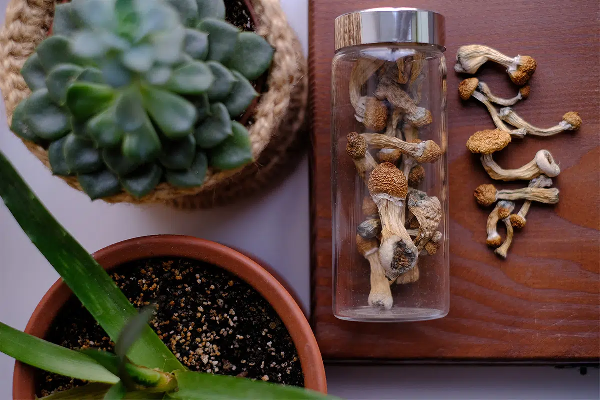 magic mushrooms in jar