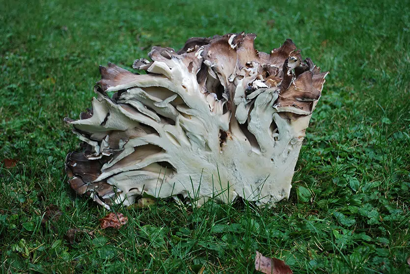 cross section of maitake mushroom