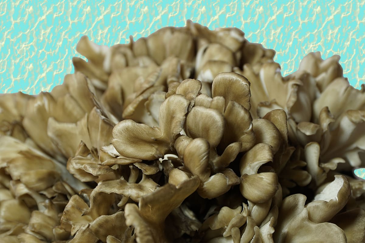How to Cook Hen of the Woods: A Delectable Delight!
