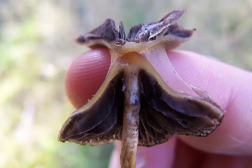 separable pellicle on  magic mushroom