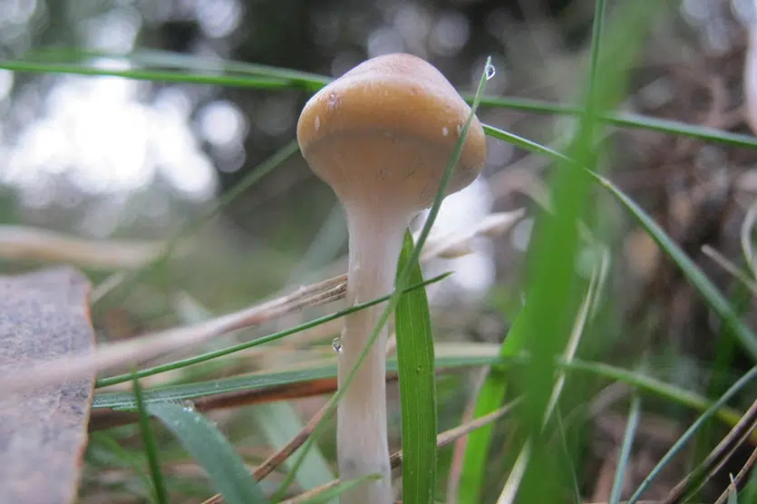 partial veil on mushroom