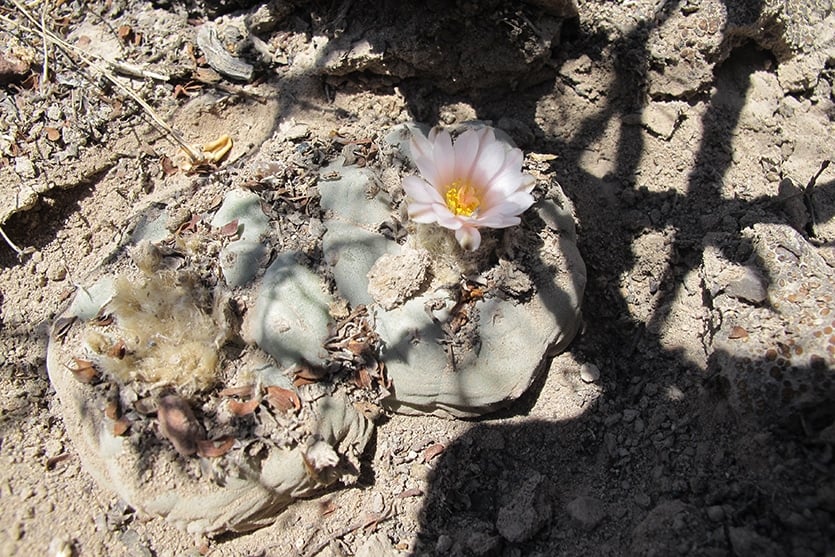 peyote cactus blooming
