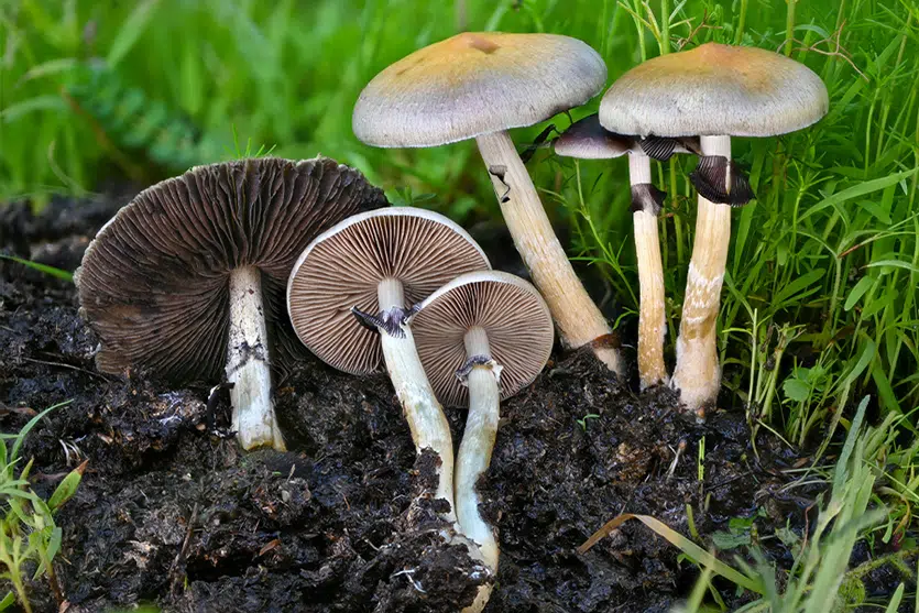 wild psilocybe cubensis mushrooms
