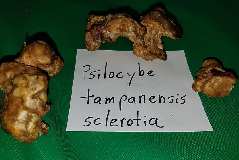 Psilocybe tampanensis sclerotia