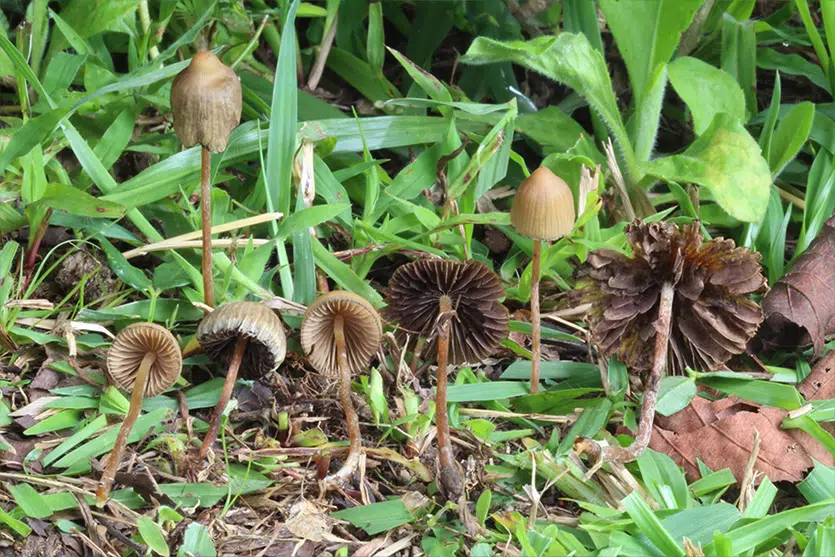 Psilocybe mexicana mushrooms growing in the wild