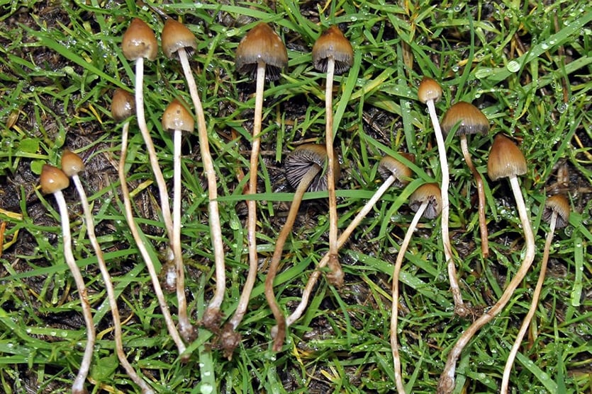 P. semilanceata mushroom