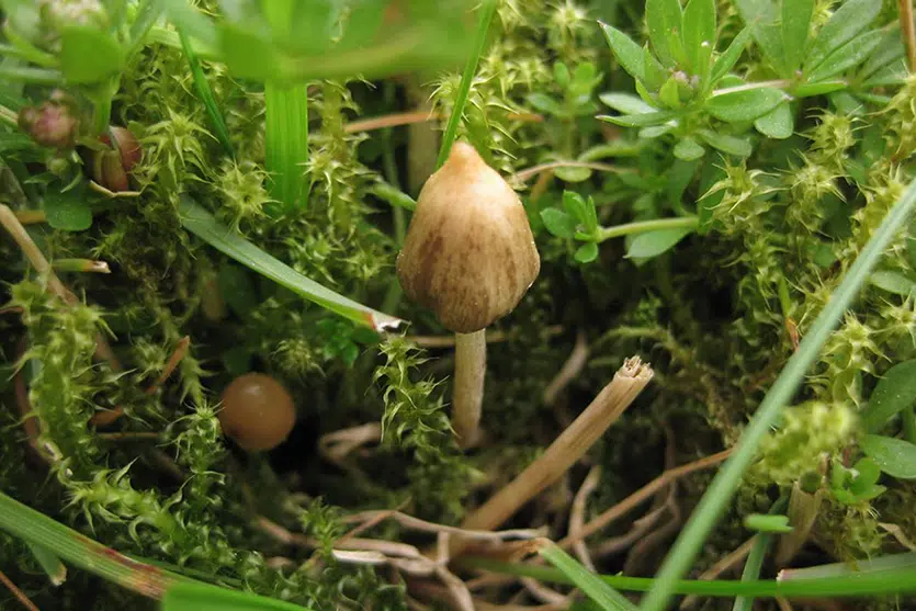 Psilocybe semilanceata mushroom in wild
