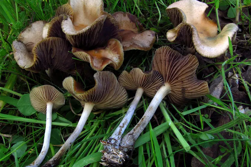 P. cyanescen mushrooms