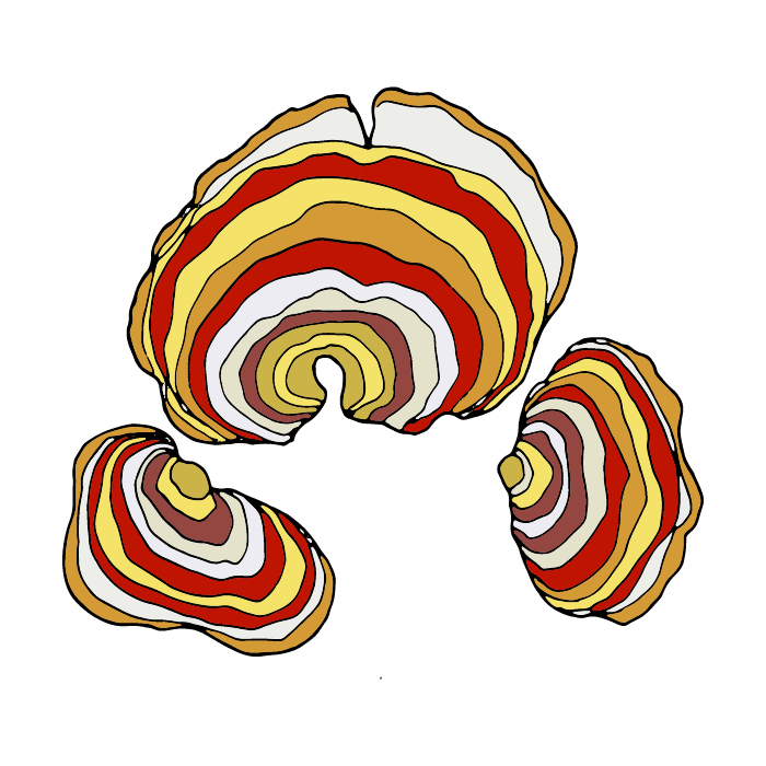 Turkey tail mushroom