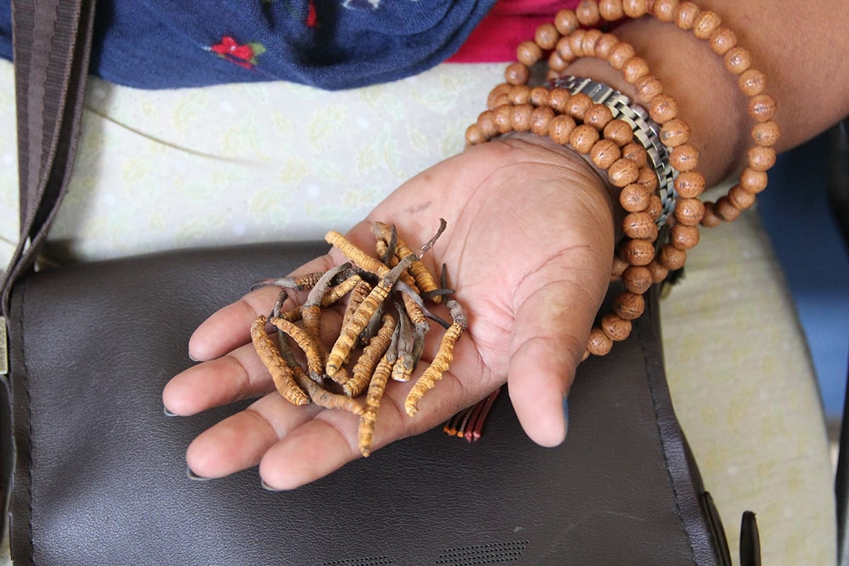 Nepali woman holding caterpillar funugs