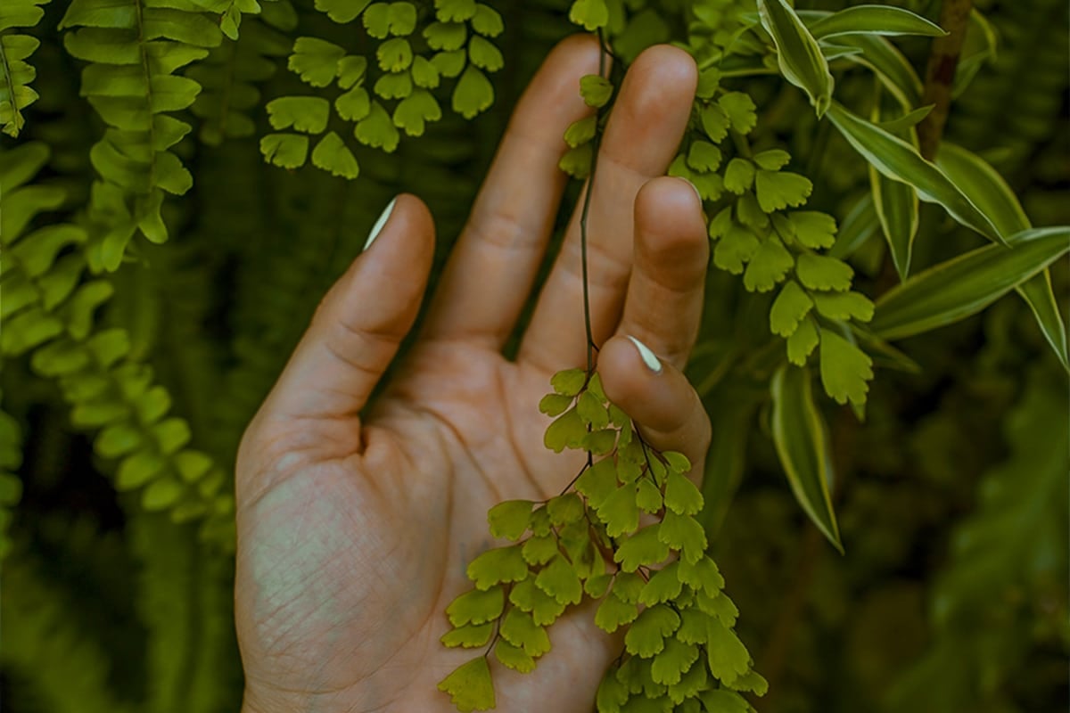hand and plants