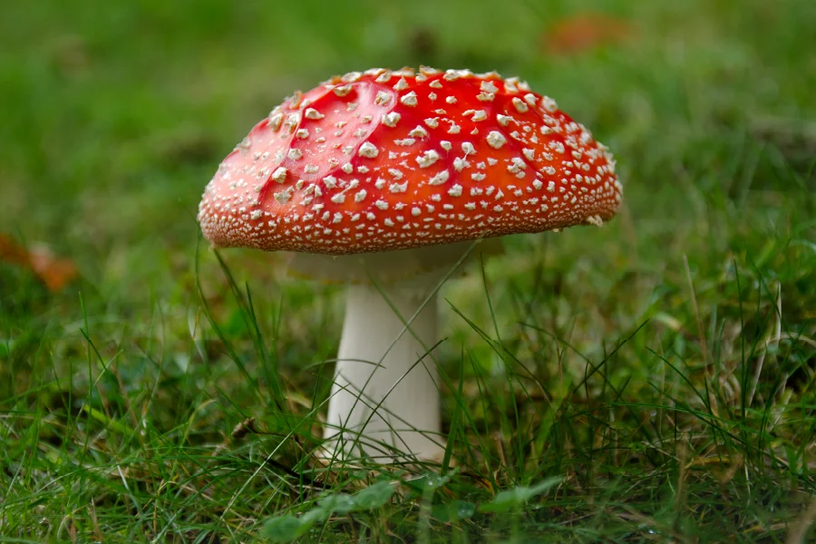 Image Depicting Mushroom with Red Cap