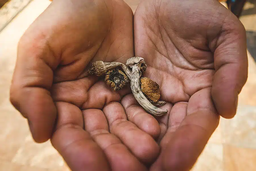 hands holding dried psilocybin mushrooms