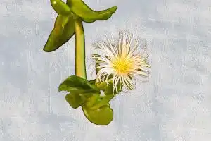 Kanna plant