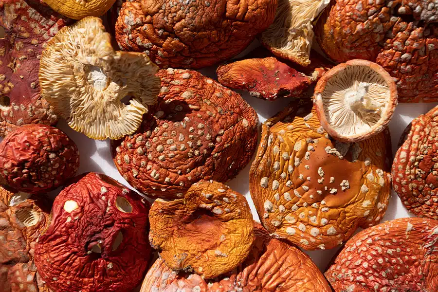 Amanita musaria dried caps