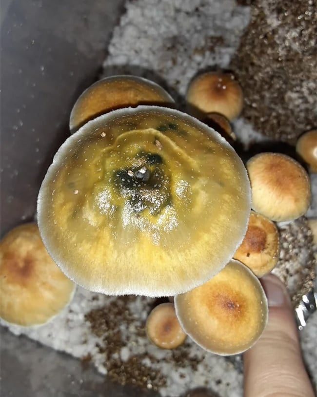 slimy mushroom cap