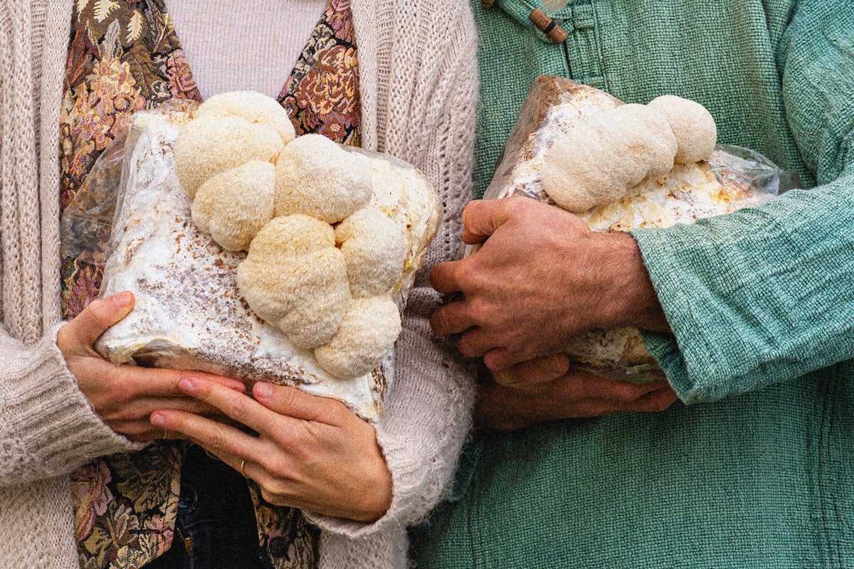people holding lion's mane mushrooms