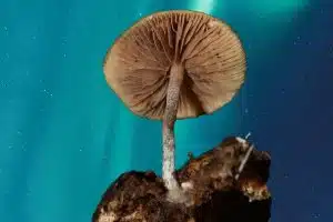 Psilocybe caerulipes mushroom