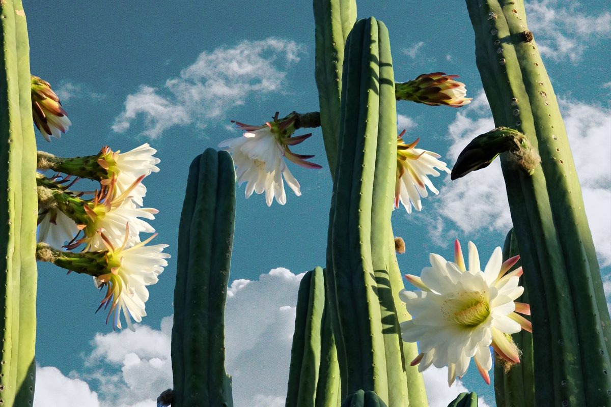 san pedro cactus