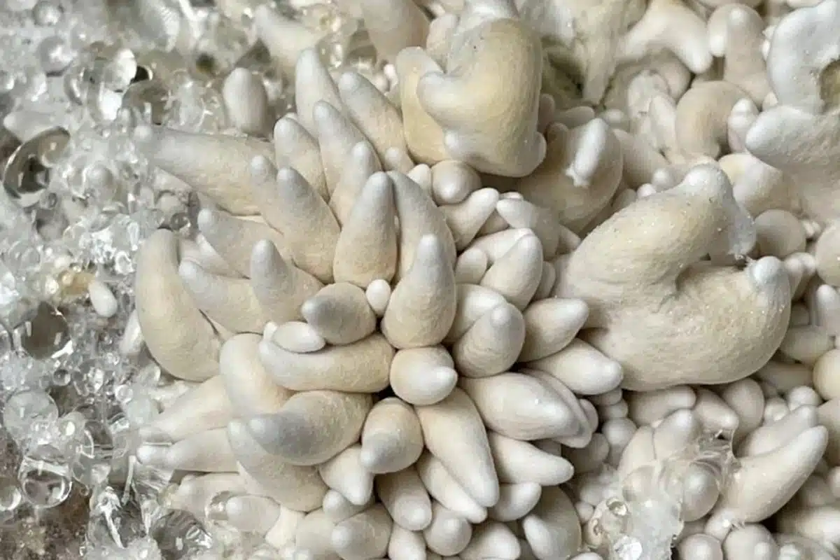 enigma cubensis mushroom