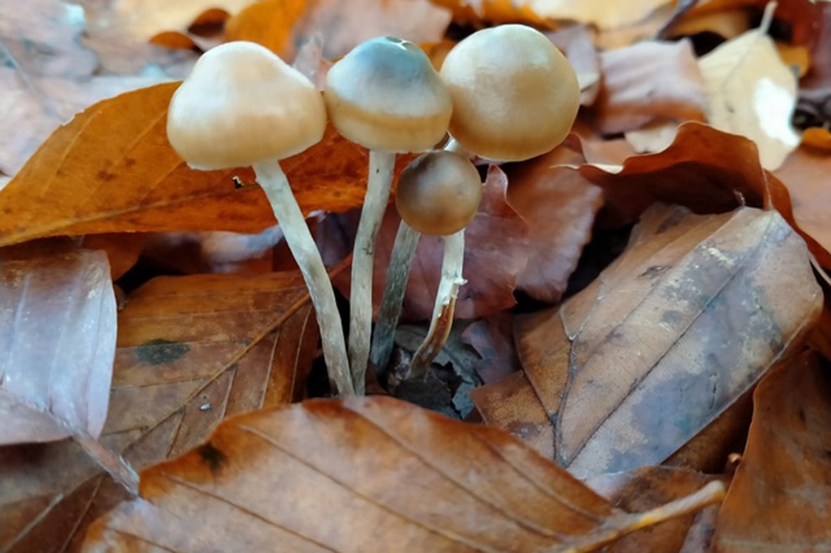 psilocybe serbica mushrooms