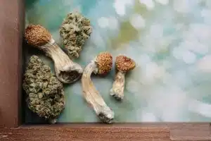 cannabis and psilocybin mushrooms